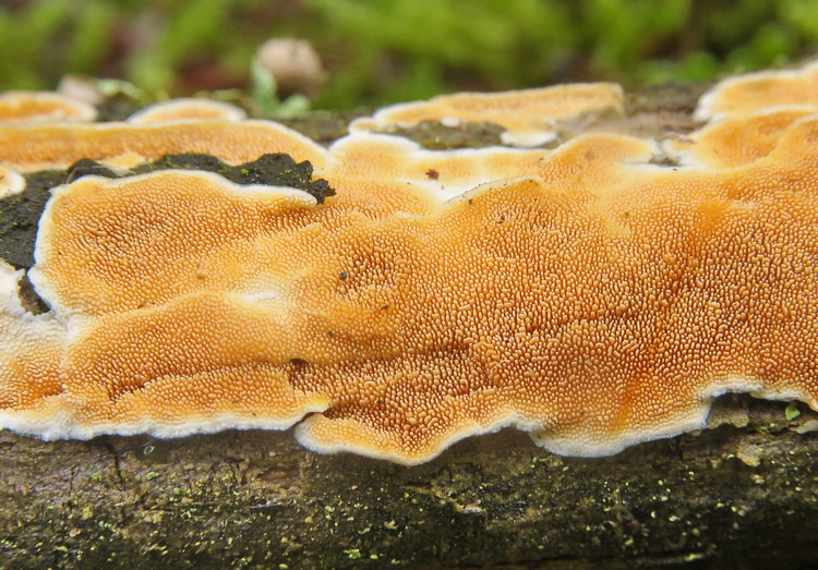 Aphyllophorales dalle colline chiantigiane(Steccherinum sp.)